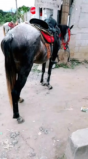 Videos de Payaso blim oficial⚕️ (@12payaso_blim.oficial) con “La Refinera (Album Version) - Vicente Fernández”