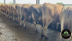 🚨 50 Cow Jersey Herd Dispersal in the UK! Ayr calving pattern, youthful cows in lactations 3 & 4, renowned for Jersey longevity. Producing ~6000L/year (592kg milk solids), avg 5.94% fat, 3.93% protein, SCC 67. Don't miss out! 👉 https://www.grasstecgroup.com/livestock-available/50-cow-jersey-herd-dispersal-uk/ | Grasstec