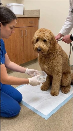 🚨 Frequent squatting. Straining. Blood in urine. = That is a UTI.