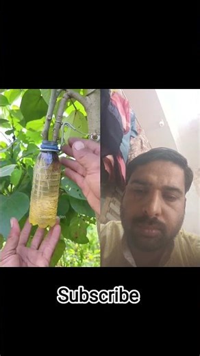 multiplying plant #shorts #video #garden #plants