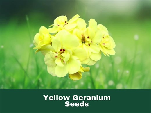 10 Yellow Geranium Seeds Rare Perennial Bright Blooms Easy to Grow Drought Tolerant Fast Shipping - Etsy
