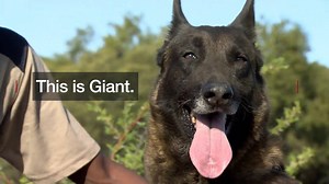 5.3M views · 14 reactions | Poachers, beware. These dogs are coming...