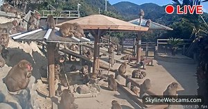 【LIVE】 Webcam Sumoto - Awaji Island Monkey Center | SkylineWebcams