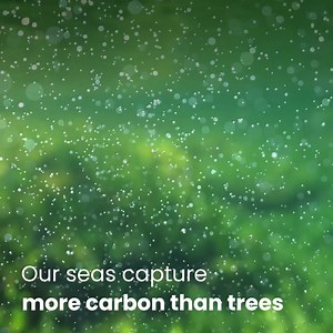 143 reactions · 40 shares | A healthy ocean can combat the climate crisis. But fragile ecosystems are being damaged every day. Let’s restore ocean health | Marine Conservation Society | Facebook