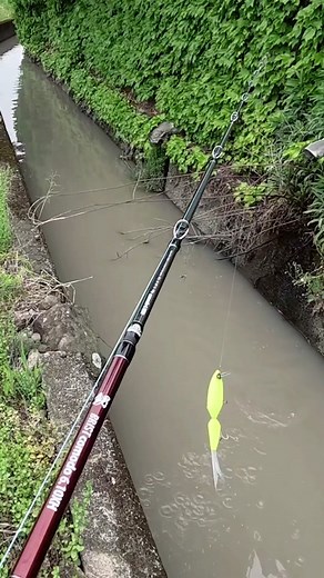 ド派手なビッグベイトでナマズ釣り Japanese catfish fishing with flashy colored big baits. #釣り #fishing #fish #ルアー #lure #lurefishing #ナマズ #ナマズ釣り #catfish #多魚種アングラー