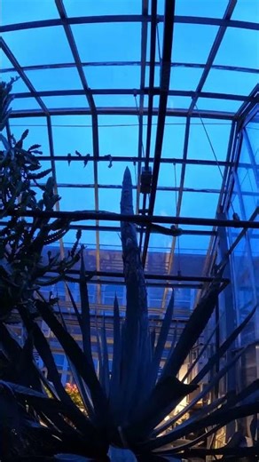 Agave Death Bloom Timelapse #1 - April 30 to May 11, 2026