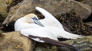 Avian flu: UK walkers and beachgoers urged to steer clear of dead and infected birds