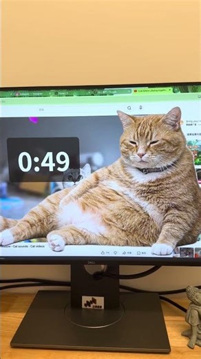 Cat Gatekeeper！An app where if you overdo SNS, a cat pops up，so cute～