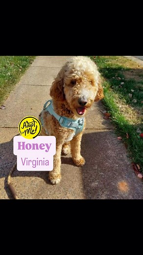 UPDATE: Honey-VA has been adopted❣️ ▪️▪️▪️▪️▪️ Meet Sweet Honey-Virginia, a gorgeous 2-year-old female 37 lb. Goldendoodle who is in an IDOG foster home in Centreville, Virginia near Washington, D.C. Honey-VA can be described as: 👋🏻 Friendly/Velcro Pup 🥰Affectionate/Loving 🐾 Submissive/Skittish with New Situations 🎾 Loves Walking and Hiking/Excitable 😘 Cuddly/Sweet *INQUIRIES SENT THROUGH PETFINDER WILL NOT BE ANSWERED AS WE DO NOT HAVE THE MANPOWER TO RESPOND TO THEM. PLEASE COMPLETE OUR 