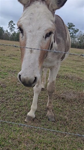 friendship #cow #donkey #lol #friends #animals #best #trucking #work #site #sightseeing