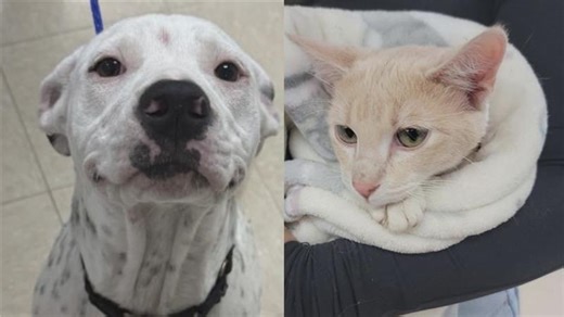 Perfect Pet: Meet Spot and Wasabi!
