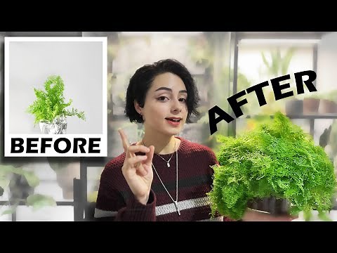 This setup will make your Fern Thrive! How to grow ferns successfully in 2025