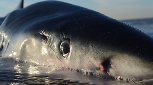 The mystery of sharks that are turning up dead, ‘stabbed’ by swordfish