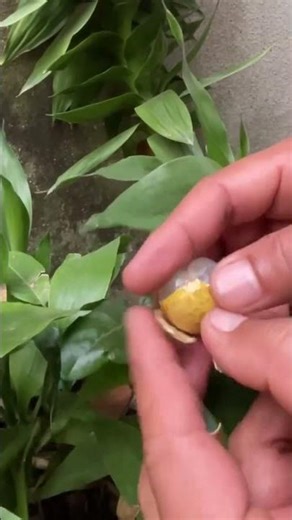impressive longan fruit #fruit #asianfruit #longanfruit #fruitsworld #fruitcutting