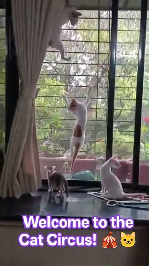 The auditions for the Cat Circus are getting wild! 🎪😹 #shorts #funnycats #acrobat