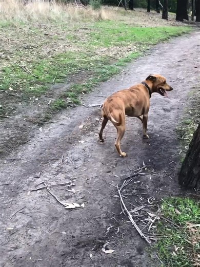 Goodbye, Beautiful Gloria We all go through seasons, moments when life flows in our favour, and others when the losses feel too heavy to hold. Our family has had its share of both lately, the joy mixed with heartbreak. Last night was spent with all the Bendles visiting our beautiful Gloria. We each took our time to lie beside her, cuddle her, and say what we needed to say. Even little Andy, without really understanding, had her own quiet moments with Gloria, just being near her, sensing the love