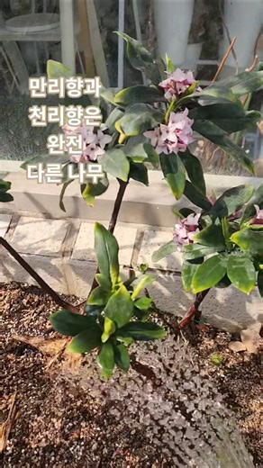 만리향의 정식 명칭은 돈나무입니다♡ #돈나무, #만리향, #꽃집브이로그