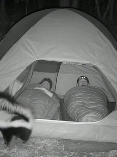 Camping Fails: Hilarious Moments with Skunks