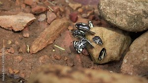 Butterflies mud-puddling or simply puddling which is a typical behavior of butterflies to suck up moisture and nutrients from wet soil spotted in kompong Trach Mountains of Kampot Cambodia
