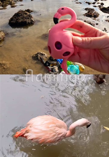 Learn Animal Names for Kids at the Rock Pool