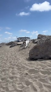 12 reactions | gosh i love these dogs殺 #bordercollie | Husky Honey | Facebook