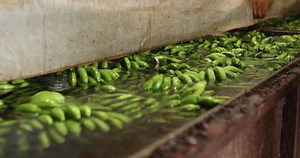 「輸出用バナナパッケージ加工」の動画素材（ロイヤリティフリー）1089480619 | Shutterstock