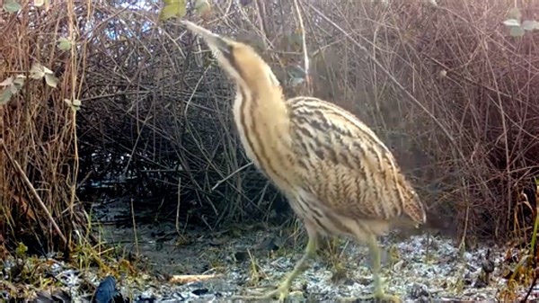 Watch: UK's loudest bird spotted at reserve