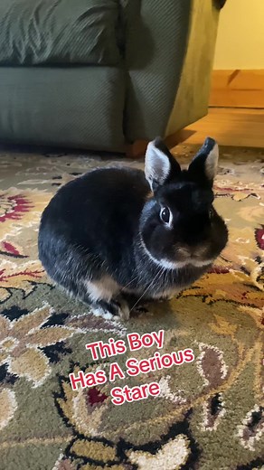 Black Otter Netherland Dwarf Rabbit: Adorable Moments