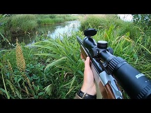 Successful Beaver Hunting In A Ditch