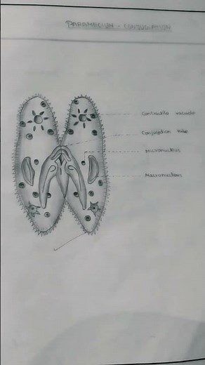 12th Bio-Zoology record... diagram 🌸🎶🦋