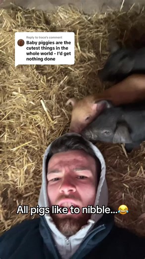 Cute Baby Piglets Chewing: A Fun Farm Experience