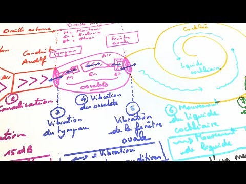 [eSVT] Schéma fonctionnel de l'oreille et transmission de l'information auditive