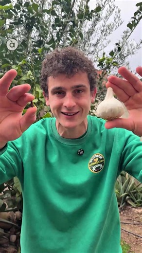 🦟 #LaViaVerda | Aprén a fer insecticida natural. 🌶️ Vitet i all són els ingredients principals de la recepta de l'agroinfluenciador Marc Ortega per a repel·lir els insectes de l'hort. 📺 T'esperem a les 13.00 h, de dilluns a divendres | À Punt