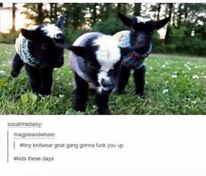 39K views · 1.3K reactions | Genuinely Stoked Goats on Reels | Facebook