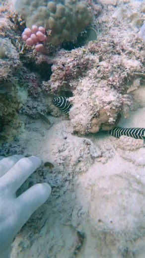 Ian Haggerty on Instagram: "Up Close with ZEBRA MORAY EEL #sea #marinemystery #ocean #scubadive #underwaterlife #seacreatures"