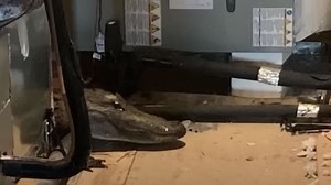 Watch as live alligator found in attic by inspector