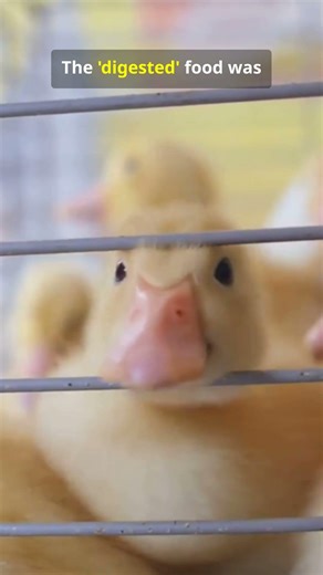 The Digesting Duck (The Biological Hoax)#HistorySecrets #robotics #Inventions #ScienceHistory