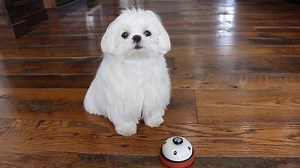 2.8K views · 72 reactions | How we ask for treats | Cocothemaltesedog | Facebook