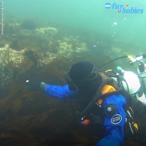 83K views · 387 reactions | This diver got a seal-iously cute underwater cuddle! https://gma.abc/2IOCCCZ | Good Morning America | Facebook