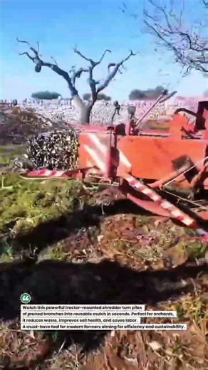 Olive Pruning Crusher in Action 🚜🌿 #FarmTech #AgriMachinery #SustainableFarming