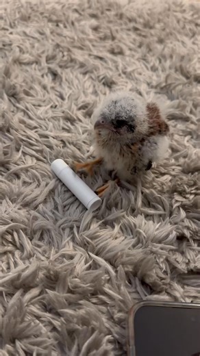 4.9K views · 108 reactions | Baby falcon playing with Chapstick  #Falcon #BirdOfPrey #Wildlife #Falconry #ReelItFeelIt #WatchThis #ViralReels #ReelOfTheDay #MustSee #IncredibleNature #fblifestyle | Bird Hunting | Facebook