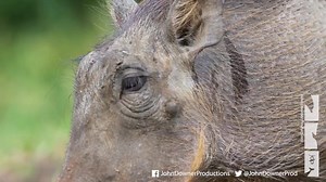 16 reactions | Watch as Spy Warthog makes friends with a group of real warthogs and captures an intimate view into their lives. Click on the link below to see 'Robotic Warthog Groomed by Mongoose' - https://www.youtube.com/watch?v=GBnYfNhV_zk&t= | John Downer Productions | Facebook