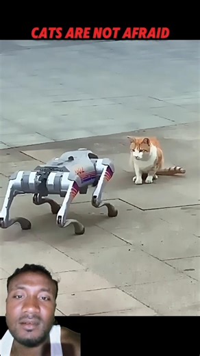 Robot Pranks Dog While Cat Stays Calm!#trending #youtubeshorts #funny #shorts