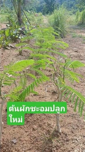 ต้นผักชะอมปลูกใหม่ #cooking #พืชกินได้