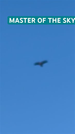 This Buzzard Gliding Through the Sky Is Mesmerizing #NatureShorts #Buzzard #BirdsOfPrey