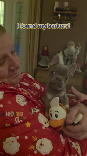 Hugo the Frenchie Puppy: Growing and Barking Adventures