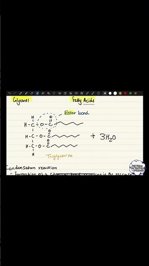 🧈 Lipids Made Simple! | A-Level Biology Revision