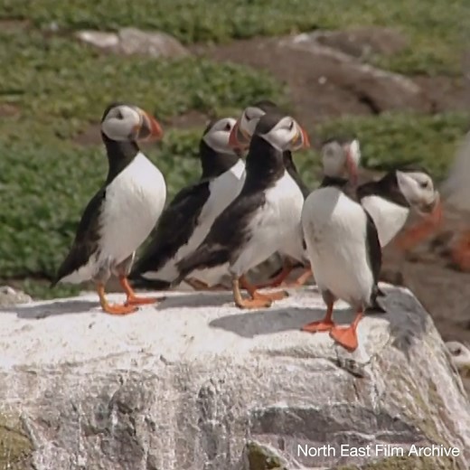 Iconic birder Bill Oddie visits the Farne Islands to celebrate 100 years of the National Trust, in this short clip. From the collections of Yorkshire Film Archive & North East Film Archive, watch the full film exclusively on BFI Replay. https://theb.fi/3ulhfEk | BFI