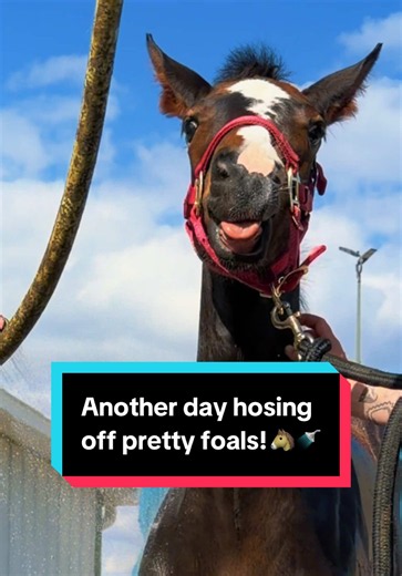 Another day hosing off pretty foals!🐴🚿 | katie van slyke