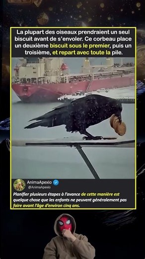 Le corbeau qui a empilé trois biscuits